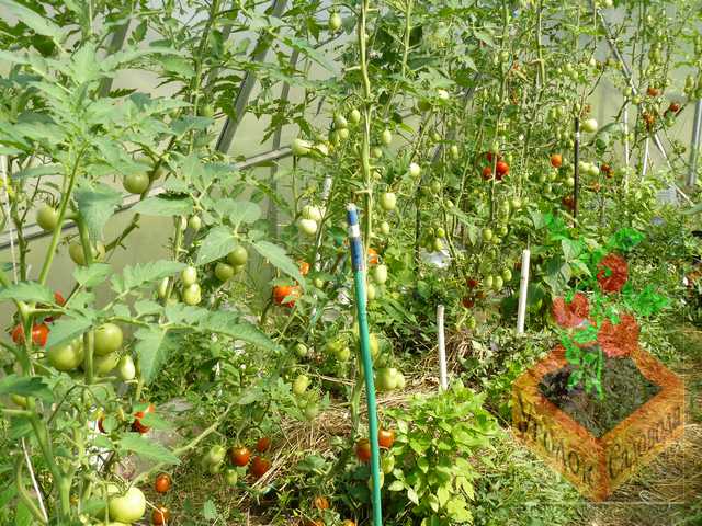 Мульчирование томатов в теплице сеном и подвяленой травой