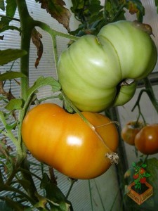 томат Бизон Оранжевый-1